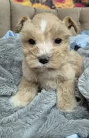 Red Garnet parti Girl , a female Miniature Schnauzer for sale in Mount Carmel, TN – 5 of 6