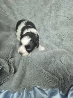 Patches , a male Miniature Schnauzer for sale in Mount Carmel, TN – 4 of 6