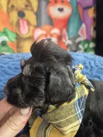 Joe Dirt, a male Miniature Schnauzer for sale in Mount Carmel, TN – Photo 2 of 5