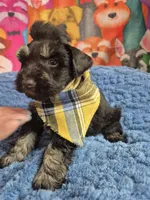 Joe Dirt, a male Miniature Schnauzer for sale in Mount Carmel, TN – Photo 3 of 5