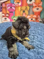 Joe Dirt, a male Miniature Schnauzer for sale in Mount Carmel, TN – Photo 4 of 5