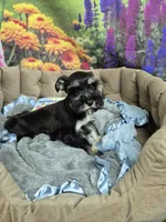 B/S Male, a male Miniature Schnauzer for sale in Mount Carmel, TN – 8 of 8
