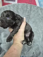 Charlie , a male Miniature Schnauzer for sale in Mount Carmel, TN – 2 of 6