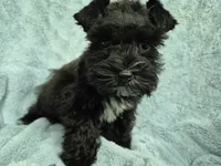Lil bit teacup, a male Miniature Schnauzer for sale in Mount Carmel, TN – 6 of 7