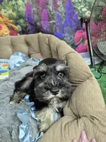B/S Male, a male Miniature Schnauzer for sale in Mount Carmel, TN – 7 of 8