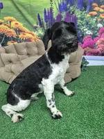 BW parti boy, a male Miniature Schnauzer for sale in Mount Carmel, TN – 4 of 4