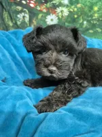 Chocolate boy one blue eye, a male Miniature Schnauzer for sale in Mount Carmel, TN – 3 of 4