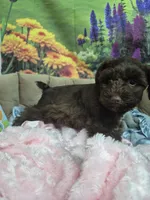 Chocolate female , a female Miniature Schnauzer for sale in Mount Carmel, TN – 5 of 5