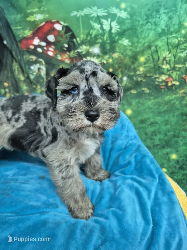 Blue eye blue merle  – Miniature Schnauzer puppy for sale in Mount Carmel, TN