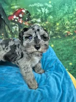Blue eye blue merle , a male Miniature Schnauzer for sale in Mount Carmel, TN – 2 of 5