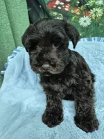 Hershey , a male Miniature Schnauzer for sale in Mount Carmel, TN – 2 of 4