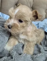 Red Garnet parti Girl , a female Miniature Schnauzer for sale in Mount Carmel, TN – 3 of 6