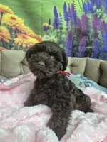 Truffle, a female Miniature Schnauzer for sale in Mount Carmel, TN – 5 of 5
