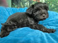 Chocolate boy one blue eye, a male Miniature Schnauzer for sale in Mount Carmel, TN – 1 of 4