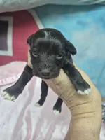 Truffles , a female Miniature Schnauzer for sale in Mount Carmel, TN – 6 of 6