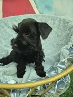 Black boy , a male Miniature Schnauzer for sale in Mount Carmel, TN – 5 of 5
