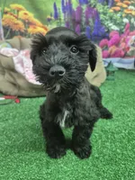 Black girl, a female Miniature Schnauzer for sale in Mount Carmel, TN – 1 of 4