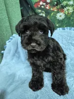 Moondust, a female Miniature Schnauzer for sale in Mount Carmel, TN – 3 of 5