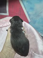 Truffles , a female Miniature Schnauzer for sale in Mount Carmel, TN – 5 of 6