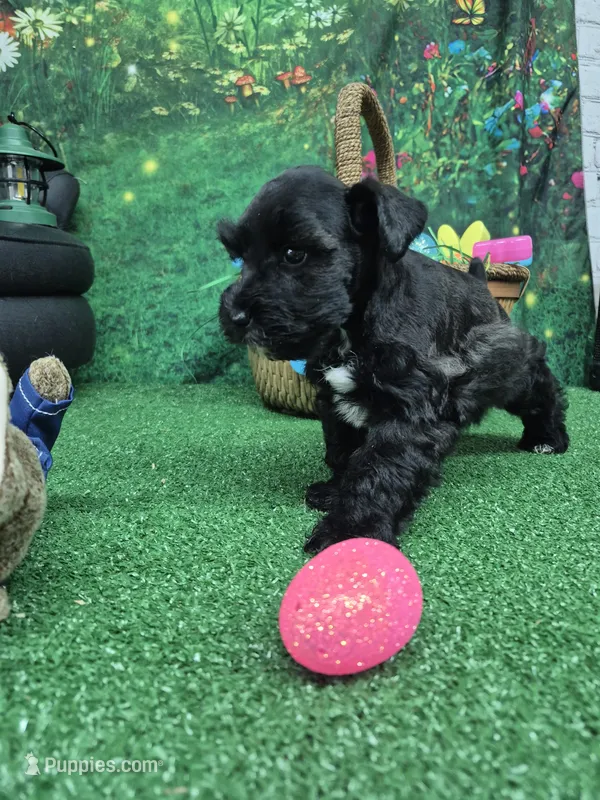 Black girl silver – Miniature Schnauzer puppy for sale in Mount Carmel, TN