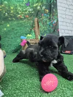 Black girl silver, a female Miniature Schnauzer for sale in Mount Carmel, TN – Photo 3 of 5