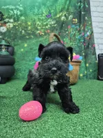 Black girl silver, a female Miniature Schnauzer for sale in Mount Carmel, TN – Photo 2 of 5