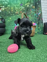 Black girl silver, a female Miniature Schnauzer for sale in Mount Carmel, TN – Photo 4 of 5