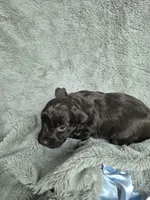 Charlie , a male Miniature Schnauzer for sale in Mount Carmel, TN – 5 of 6