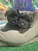Dreama Chocolate , a female Miniature Schnauzer for sale in Mount Carmel, TN – 7 of 8
