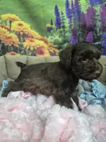 Chocolate female , a female Miniature Schnauzer for sale in Mount Carmel, TN – 2 of 5