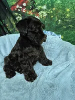 Moondust, a female Miniature Schnauzer for sale in Mount Carmel, TN – 4 of 5