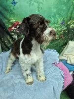 Liver parti boy, a male Miniature Schnauzer for sale in Mount Carmel, TN – 3 of 4