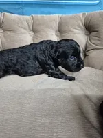 Precious blue eyes, a female Miniature Schnauzer for sale in Mount Carmel, TN – 3 of 3