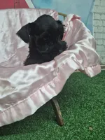 Black beauty , a female Miniature Schnauzer for sale in Mount Carmel, TN – 4 of 5