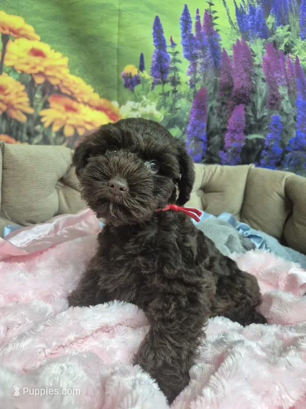 Chocolate baby girl – Miniature Schnauzer puppy for sale in Mount Carmel, TN