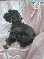 Truffle one blue eye , a female Miniature Schnauzer for sale in Mount Carmel, TN – 2 of 4