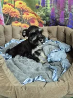 B/S Male, a male Miniature Schnauzer for sale in Mount Carmel, TN – 6 of 8