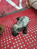 Silver black boy blue eyes, a male Miniature Schnauzer for sale in Mount Carmel, TN – Photo 5 of 5