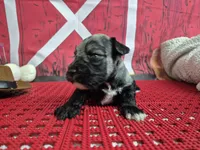 Silver black boy blue eyes, a male Miniature Schnauzer for sale in Mount Carmel, TN – Photo 4 of 5
