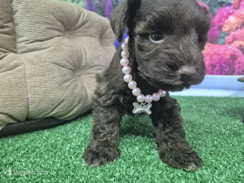 Chocolate baby girl – Miniature Schnauzer puppy for sale in Mount Carmel, TN