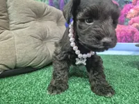 Chocolate baby girl, a female Miniature Schnauzer for sale in Mount Carmel, TN – 1 of 4
