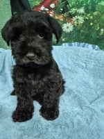 Moondust, a female Miniature Schnauzer for sale in Mount Carmel, TN – 5 of 5