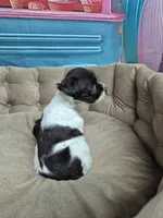 Black and White parti , a female Miniature Schnauzer for sale in Mount Carmel, TN – 4 of 4