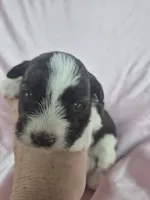 Kimmy, a female Miniature Schnauzer for sale in Mount Carmel, TN – 4 of 5