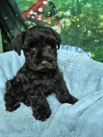 Moondust, a female Miniature Schnauzer for sale in Mount Carmel, TN – 2 of 5