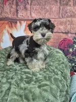 Chocolate merle boy, a male Miniature Schnauzer for sale in Mount Carmel, TN – Photo 1 of 3