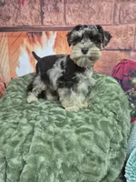 Chocolate merle boy, a male Miniature Schnauzer for sale in Mount Carmel, TN – Photo 3 of 3