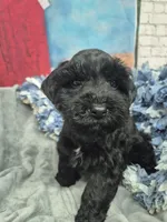 Cheif, a male Miniature Schnauzer for sale in Mount Carmel, TN – Photo 3 of 4