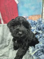 Cheif, a male Miniature Schnauzer for sale in Mount Carmel, TN – Photo 4 of 4