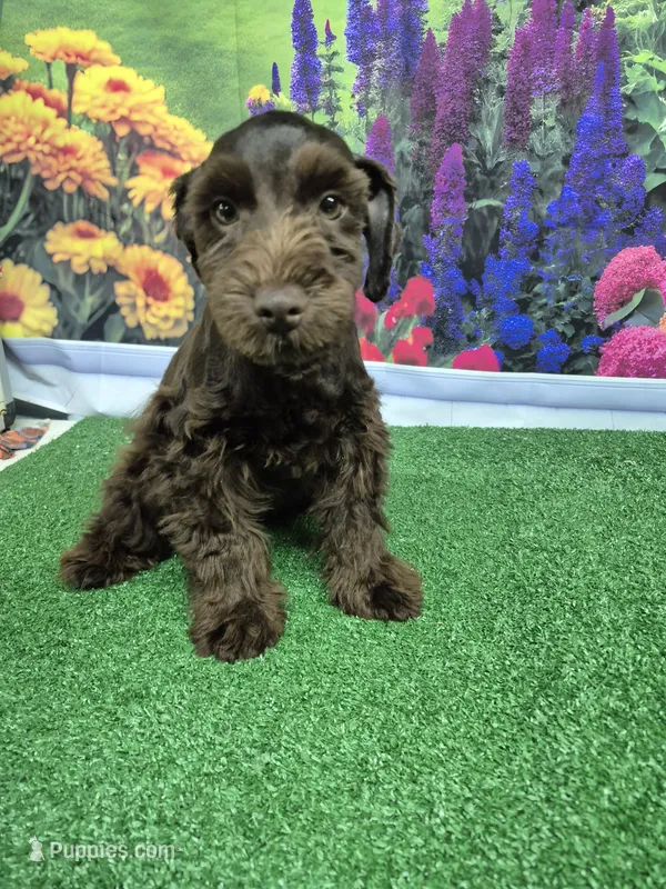 Choco – Miniature Schnauzer puppy for sale in Mount Carmel, TN
